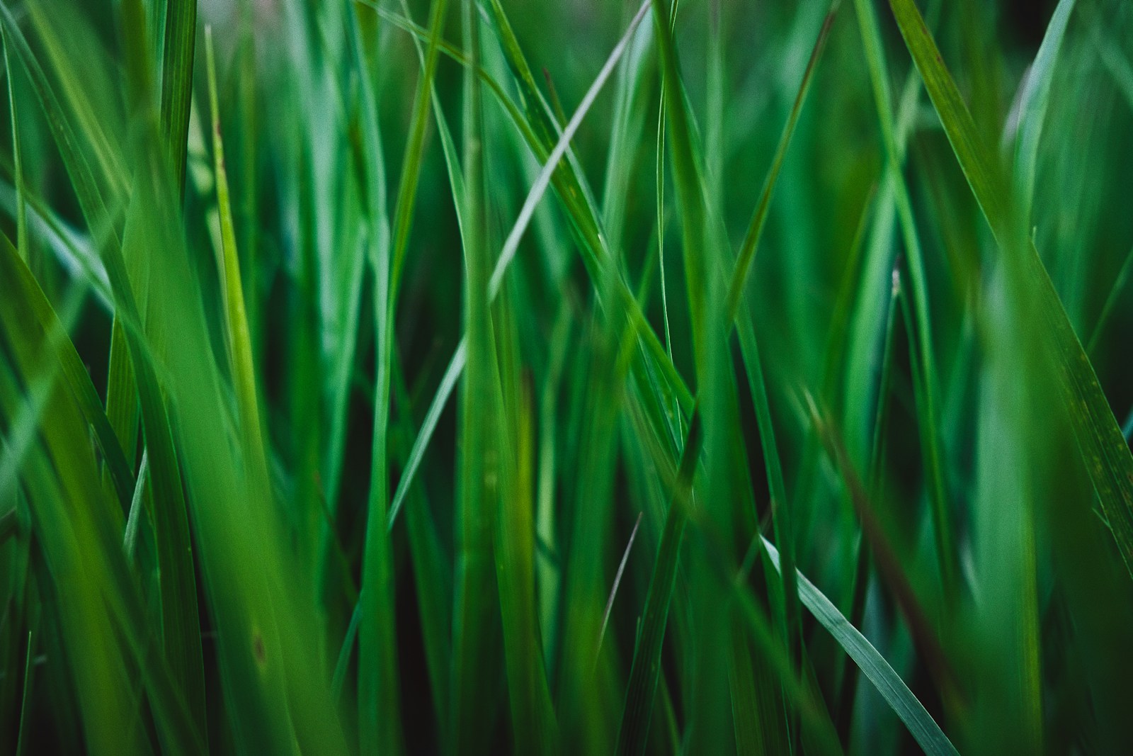 Grass blades photographed up close in natural light