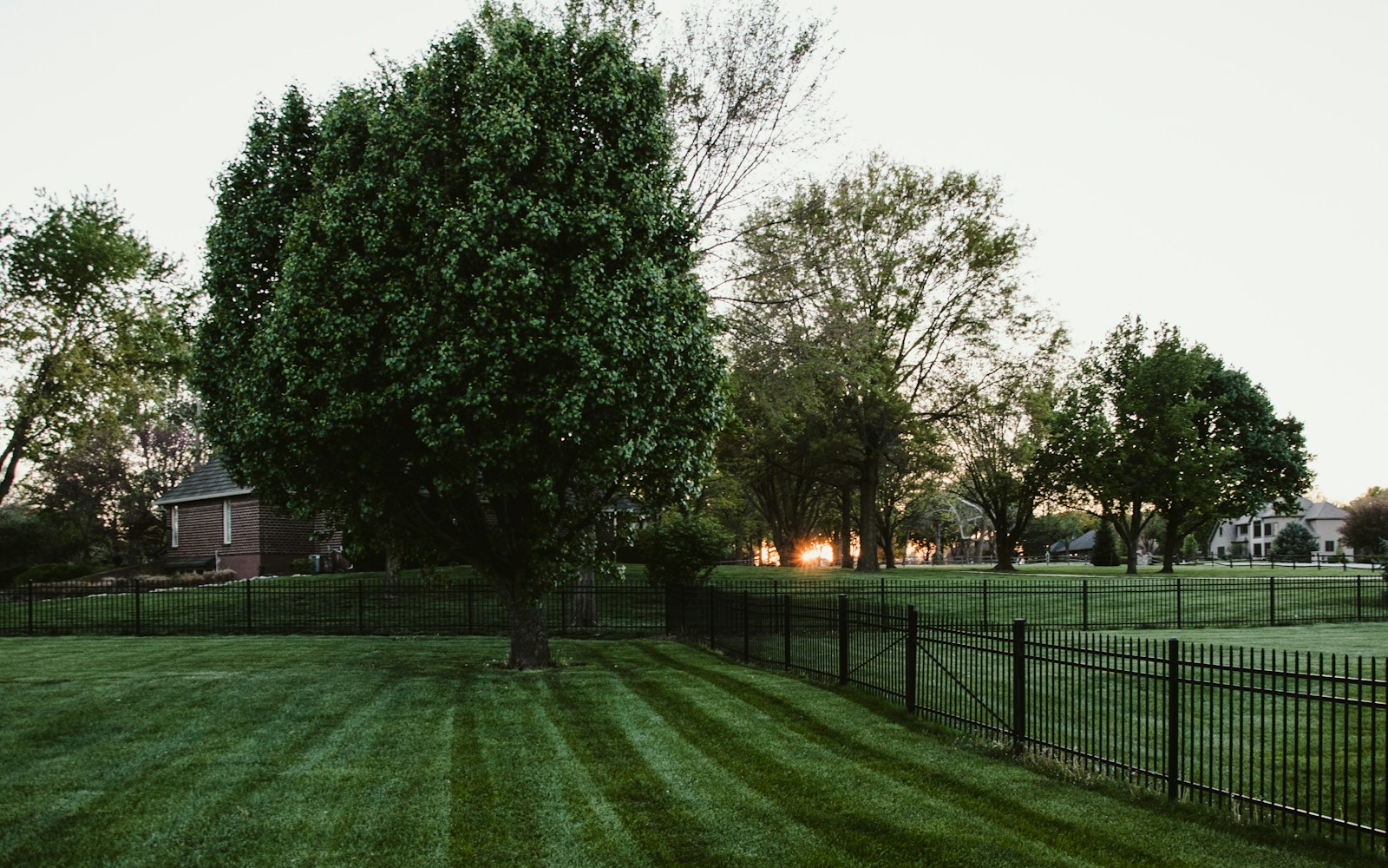 A sunlit lawn, mature trees and a neighborhood fence